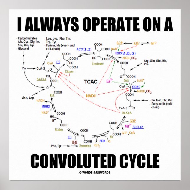 I Always Operate On A Convoluted Cycle (Krebs) Poster (Front)