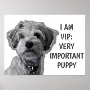 I am a VIP: Very Important Puppy, cute dog Poster