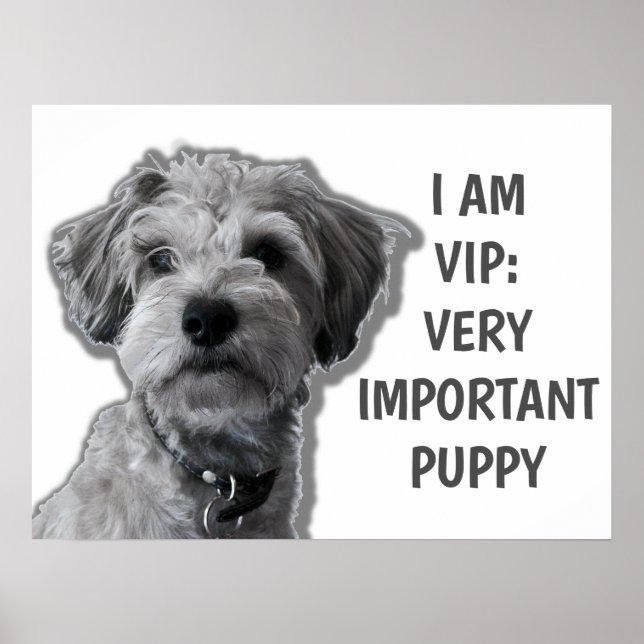 I am a VIP: Very Important Puppy, cute dog Poster (Front)
