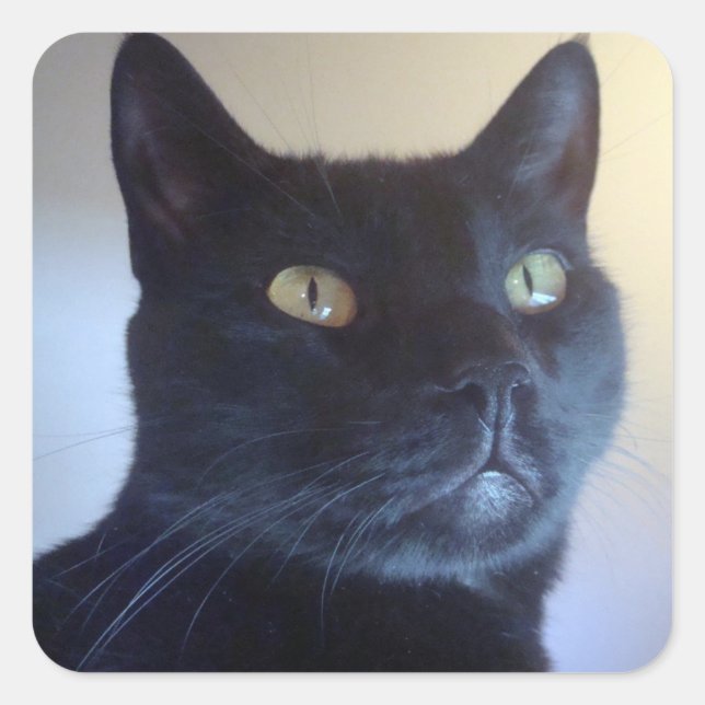 I Am Cat Sticker (Front)