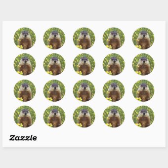I am Groundhog Sticker | Zazzle