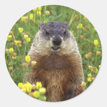 I Am Groundhog Sticker by HolidayBug at Zazzle