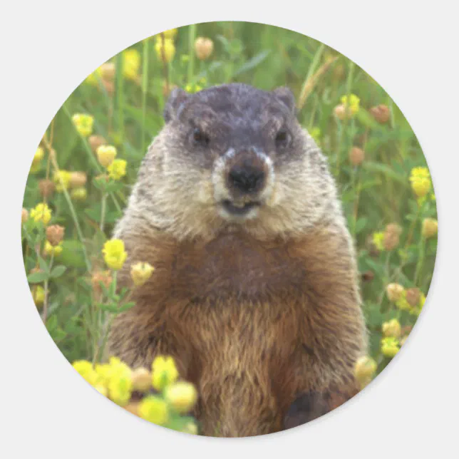 I am Groundhog Sticker | Zazzle