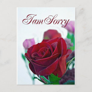 I am sorry card with a classic red rose