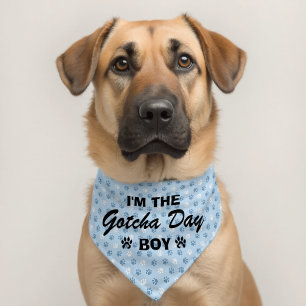 I am the Gotcha Boy Typography Design Pet Banda Pet Bandana Collar