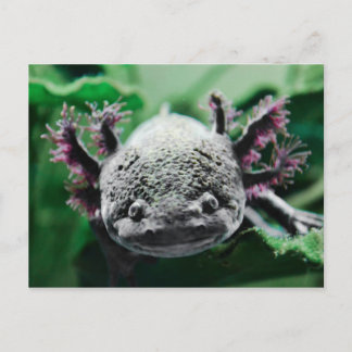 I am watching you postcard