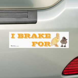 I Brake For Adorable Ducklings Photo Personalized Bumper Sticker