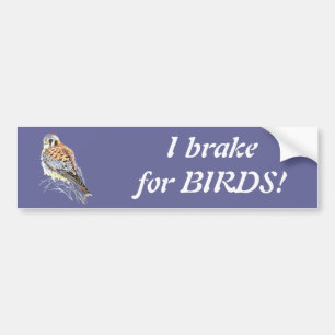 I brake for Birds - Birding Kestrel Watercolor Bumper Sticker