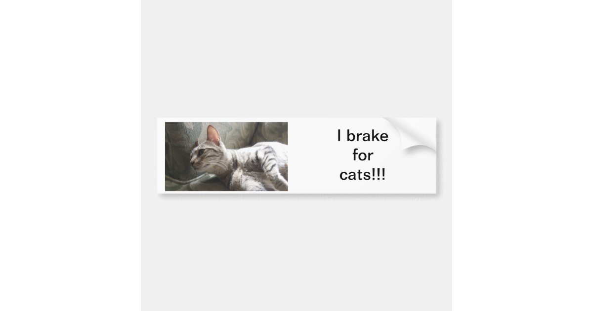 I Brake For Cats Bumper Sticker | Zazzle