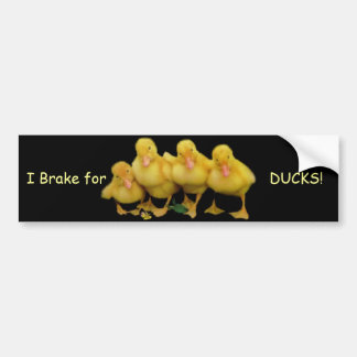 I Brake for, DUCKS! bumper sticker