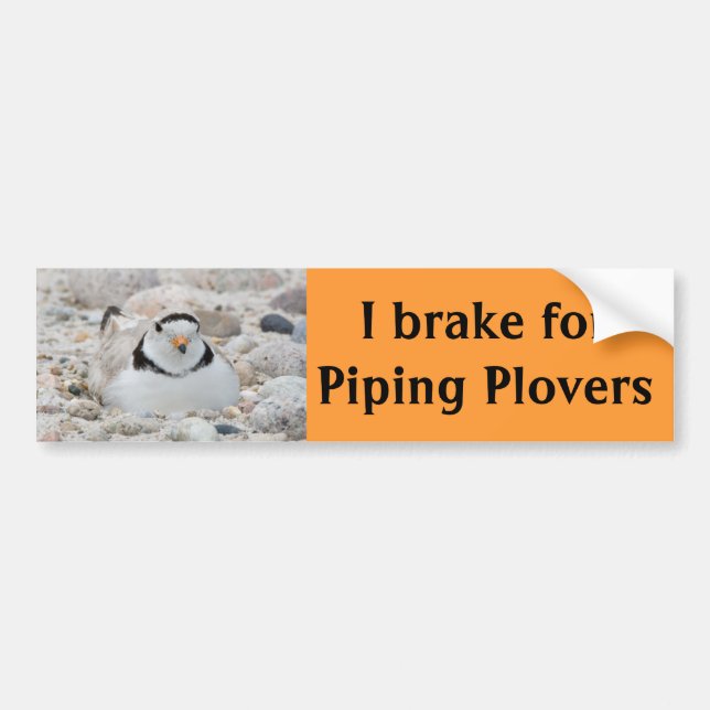 I brake for Piping Plovers Bumper Sticker (Front)