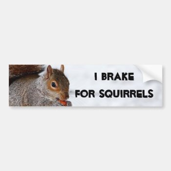 I Brake For Squirrels Bumper Sticker by pdphoto at Zazzle