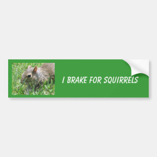 I Brake for Squirrels featuring "Clicker" Bumper Sticker