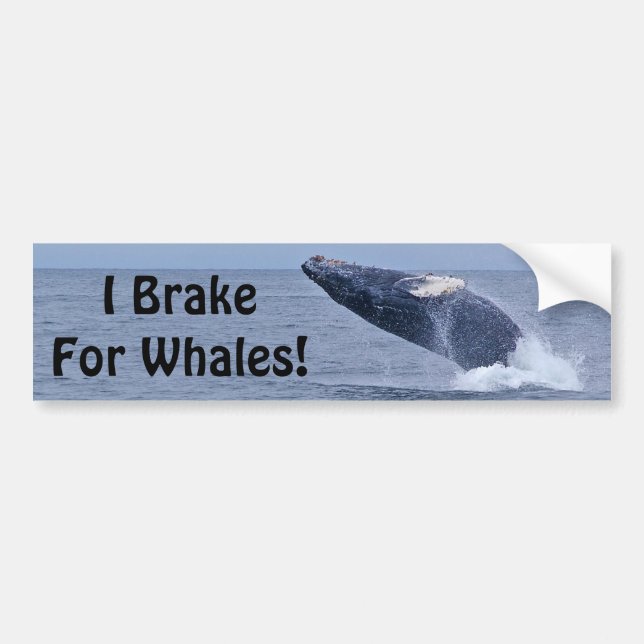 I Brake For Whales! Bumper Sticker (Front)
