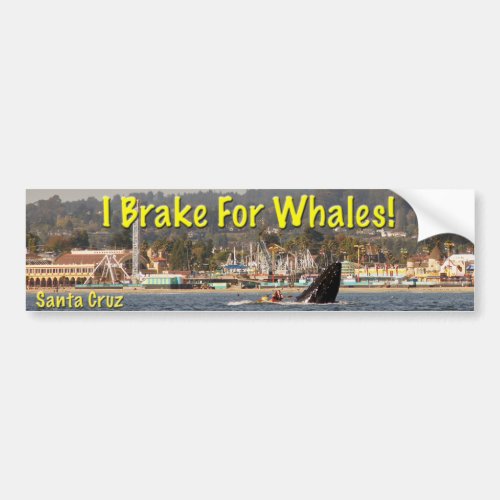 I Brake For Whales Santa Cruz Bumper Sticker