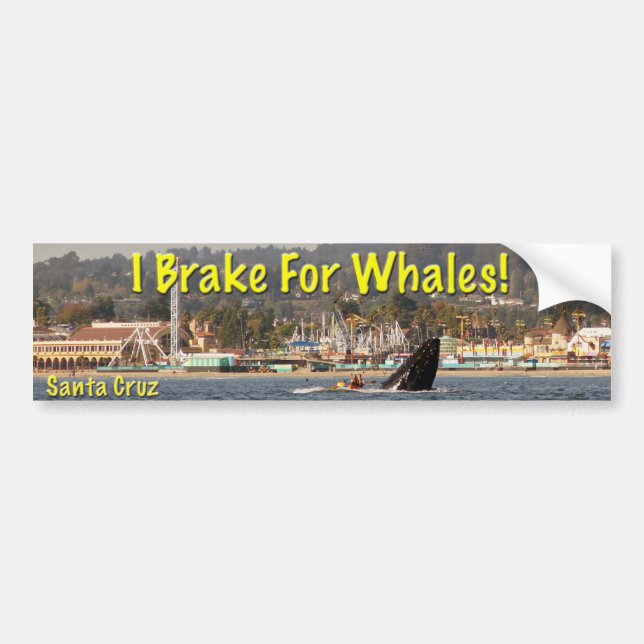 I Brake For Whales Santa Cruz Bumper Sticker (Front)