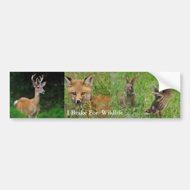I Brake For Wildlife Bumper Sticker (Front)