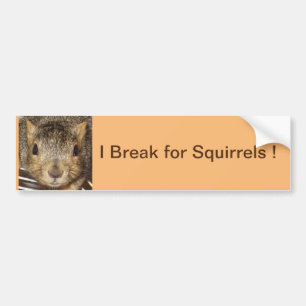 I Break for Squirrels Bumper Sticker