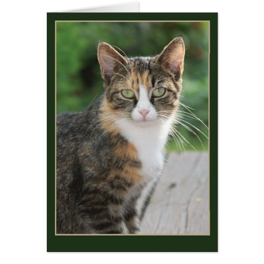 I came... I purred Cards (Front)