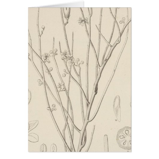 I Canotia holacantha Cards (Front)