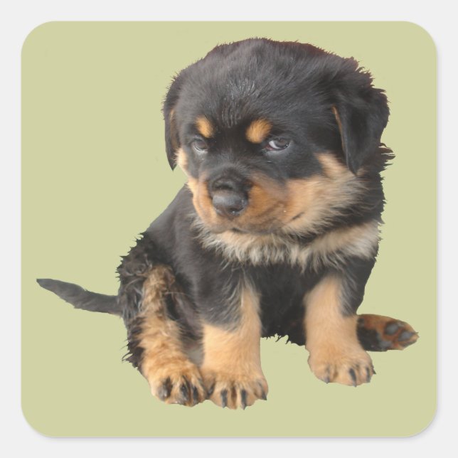 I Don't Need To Be Told I Am Cute Square Sticker (Front)