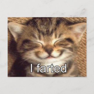 I farted kitten postcard