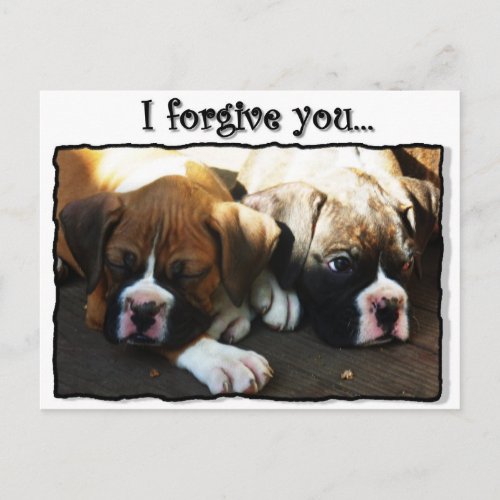 I Forgive you boxer puppies postcard