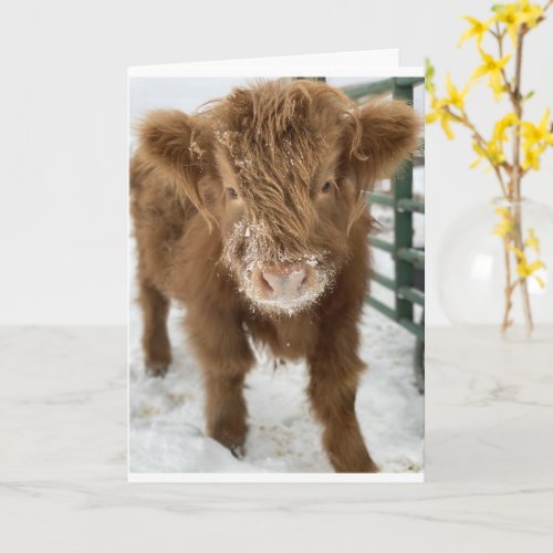 I GIVE A MOO FOR YOU ON YOUR 60th BIRTHDAY    Card