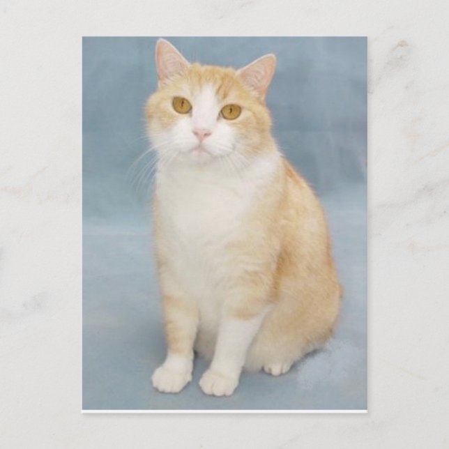 I Give Up Postcard (Front)