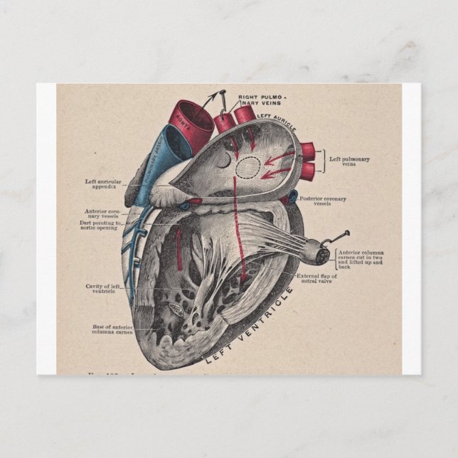 I give you my heart postcard (Front)