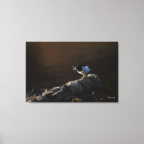 I got fish _ Black Wagtail Canvas Print