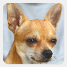 I have So funny puppy. My Dog now on fun.