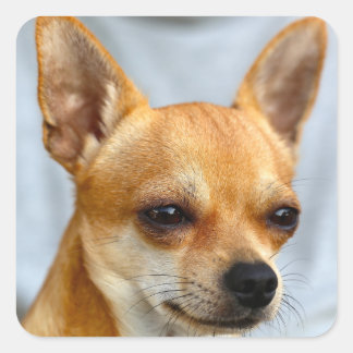 I have So funny puppy. My Dog now on fun. Square Sticker