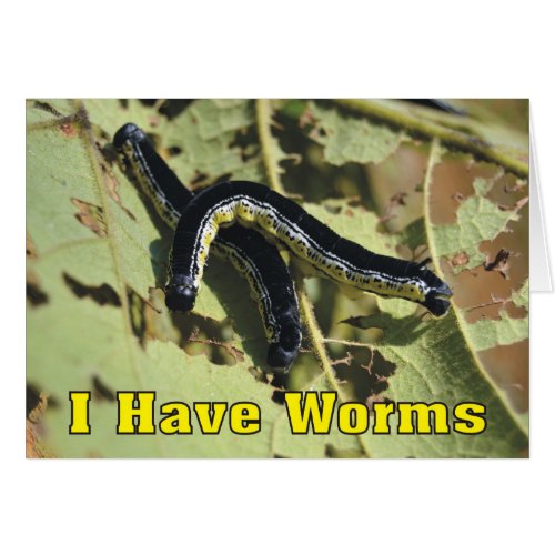 I Have Worms Catalpa Worms Lets Go Fishing