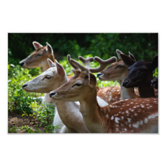 I Hear Photo Print