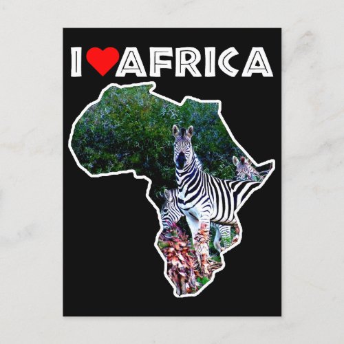 I Heart Africa Zebra Aloe Postcard