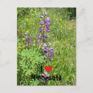 I Heart Minnesota Postcard