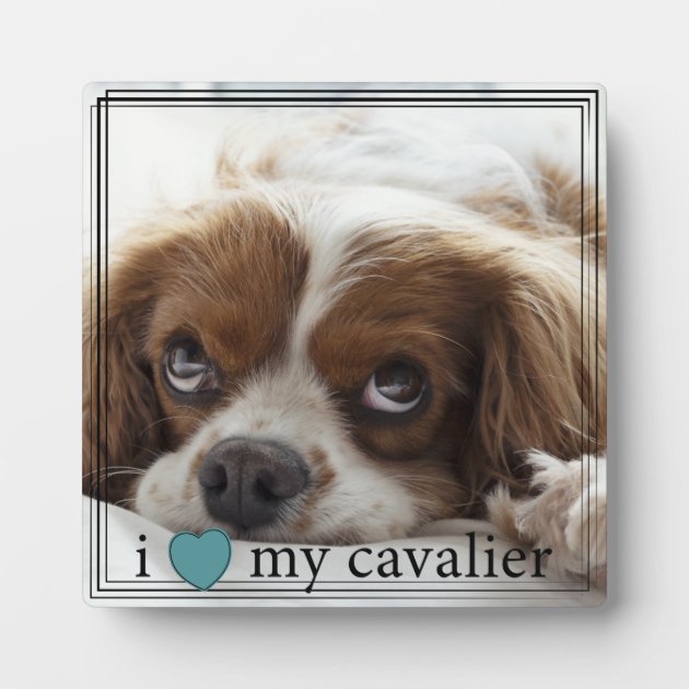 My cavalier best sale king charles spaniel