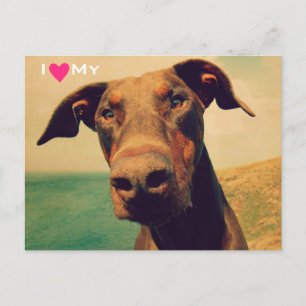 I Heart My Natural Doberman Postcard