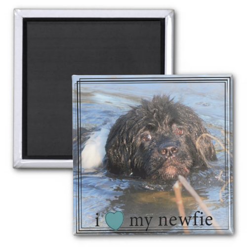 I Heart My Newfie Newfoundland Black Border Magnet