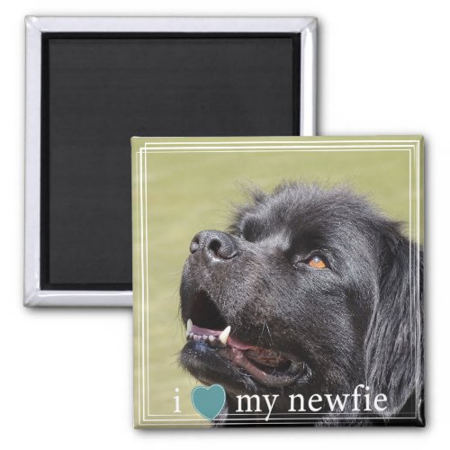 I Heart My Newfie Newfoundland White Border Magnet