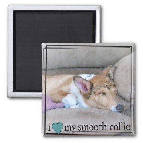 I Heart My Smooth Collie with Geometric Border Magnet