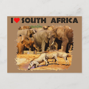 I Heart South Africa warthogs and elephants Postcard