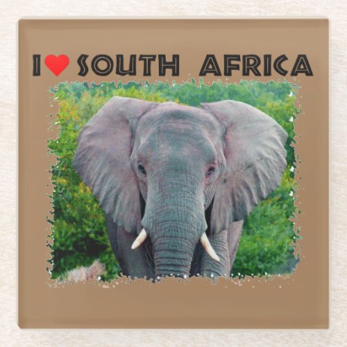 I Heart South Africa young bull elephant Glass Coaster