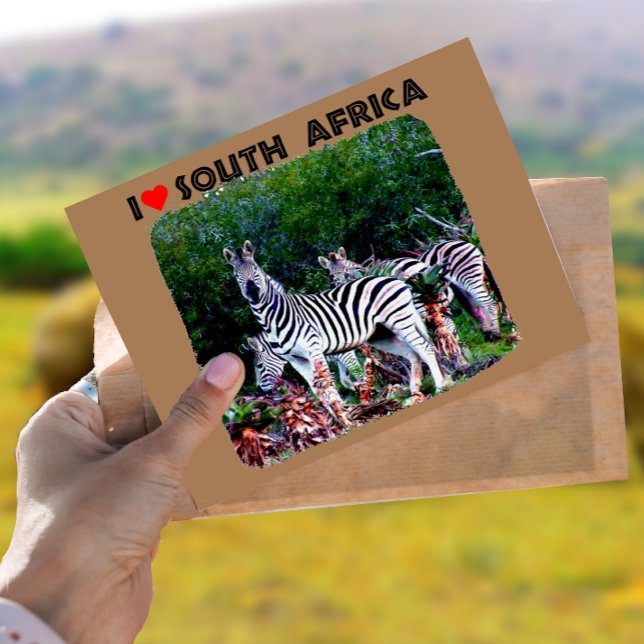 I Heart South Africa Zebra Aloe Postcard (Creator Uploaded)