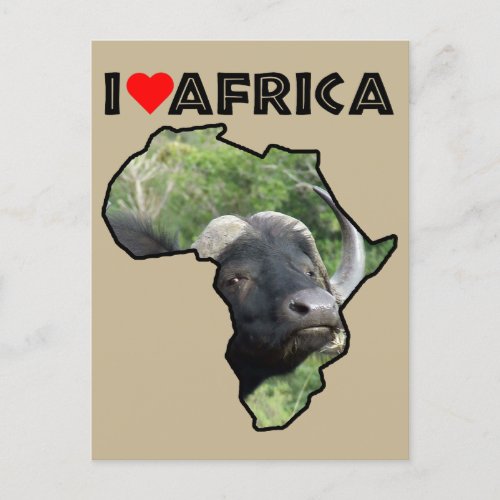 I Heat Africa Wildlife Buffalo Grass Postcard