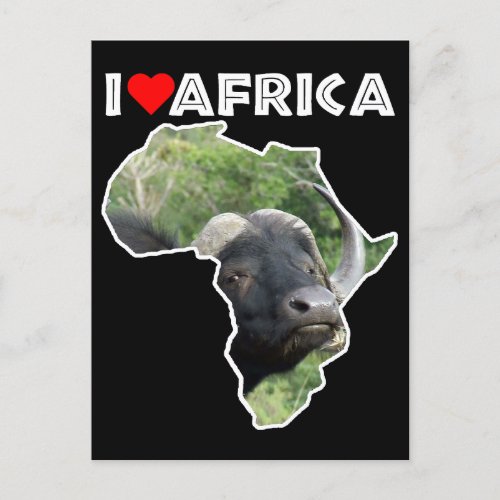 I Heat Africa Wildlife Buffalo Grass Postcard