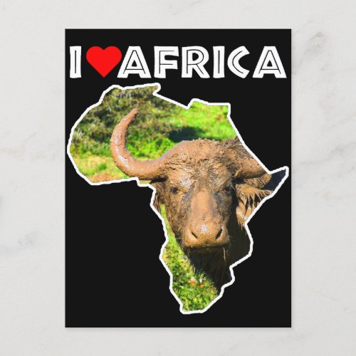 I Heat Africa Wildlife Muddy Buffalo Postcard