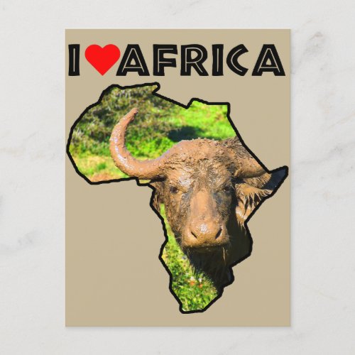 I Heat Africa Wildlife Muddy Buffalo Postcard