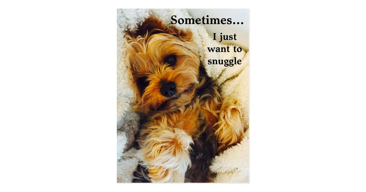 I Just Want To Snuggle Yorkie Postcard